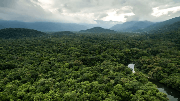 아마존 풍경