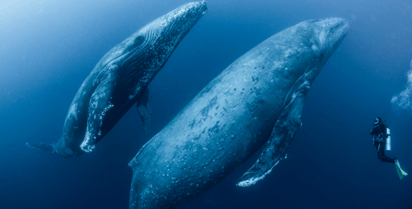 Ballenas y delfines PREMIUM