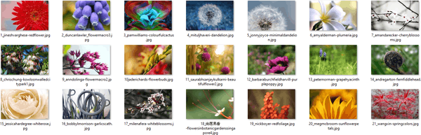Imagens Themepack do Windows 10 Flora 4