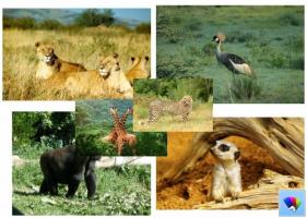 Aafrika Safari teema Windows 8 jaoks