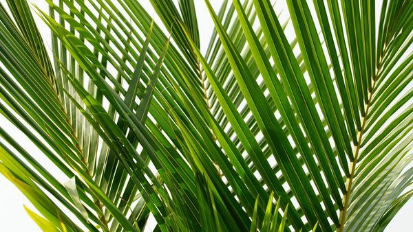 Proskurovsky Palm