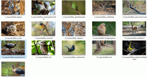 Windows 10、8、7のインドの野生生物のテーマ